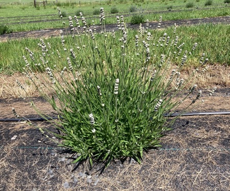 The Bald Butte Lavender Farm's Lavandula angustifolia Melissa lavender.