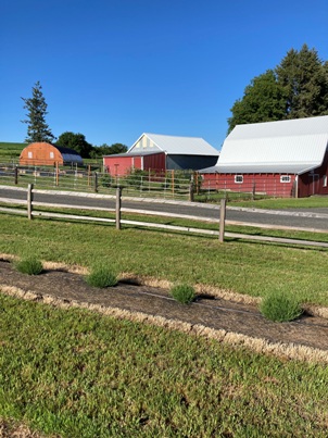 The Bald Butte Lavender Farm's farm buildings viewed from the north lavender field.