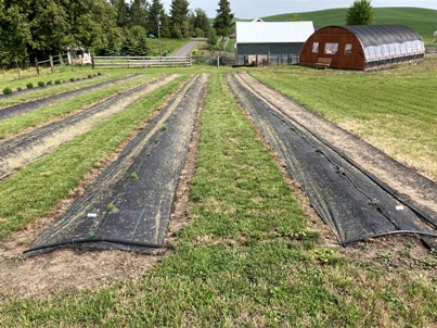 The Bald Butte Lavender Farm's west lavender field.