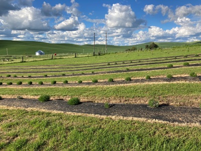 The Bald Butte Lavender Farm's north lavender field.