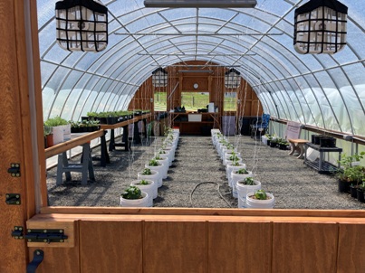 The Bald Butte Lavender Farm's repotted and growing lavender plants in the high tunnel greenhouse.