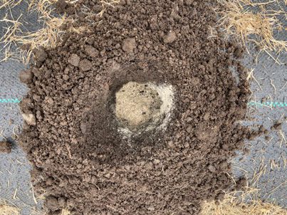 The Bald Butte Lavender Farm's adding bone meal to planting hole.