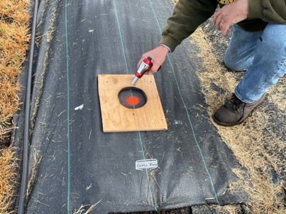 The Bald Butte Lavender Farm's burning planting hole in woven weed fabric.