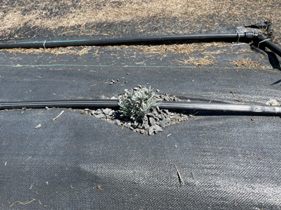 The Bald Butte Lavender Farm's drip tape supplying water to Caty Blanc lavender.