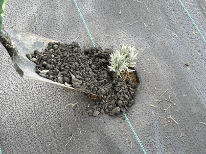 Planting Lavender - Adding 5/8 minus gravel around plant.