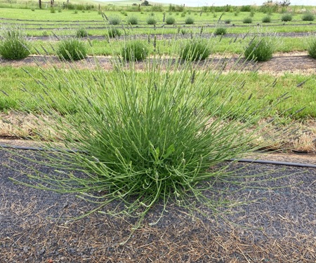 The Bald Butte Lavender Farm's Lavandula x intermedia Grosso lavender.