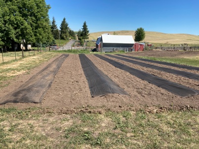 The Bald Butte Lavender Farm's woven weed fabric on raised beds.