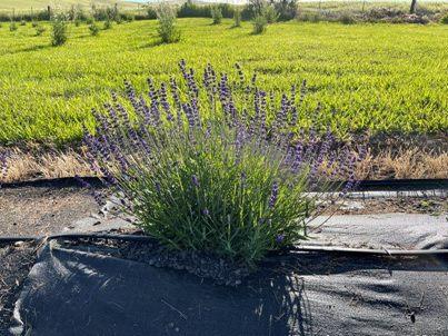 The Bald Butte Lavender Farm's Hidcote Blue before flowers harvested.