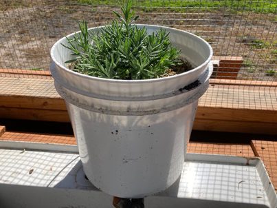 The Bald Butte Lavender Farm's Hidcote lavender in 2 Gallon Pot.