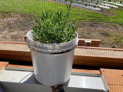 The Bald Butte Lavender Farm's Munstead lavender in 2 gallon pot.