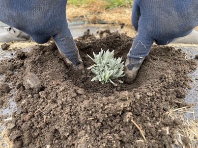 The Bald Butte Lavender Farm's packing soil firmly around plant.