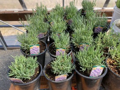 The Bald Butte Lavender Farm's Phenomenal lavender in 1 gallon pots.