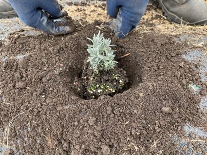 The Bald Butte Lavender Farm's planting lavender from 4" pot in raised bed.