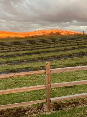 The Bald Butte Lavender Farm's north field with Bald Butte in the background.