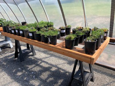 The Bald Butte Lavender Farm's 1 gallon lavender plants on greenhouse grow tables.