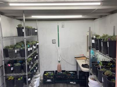 The Bald Butte Lavender Farm's over-wintering plants in propagation house.