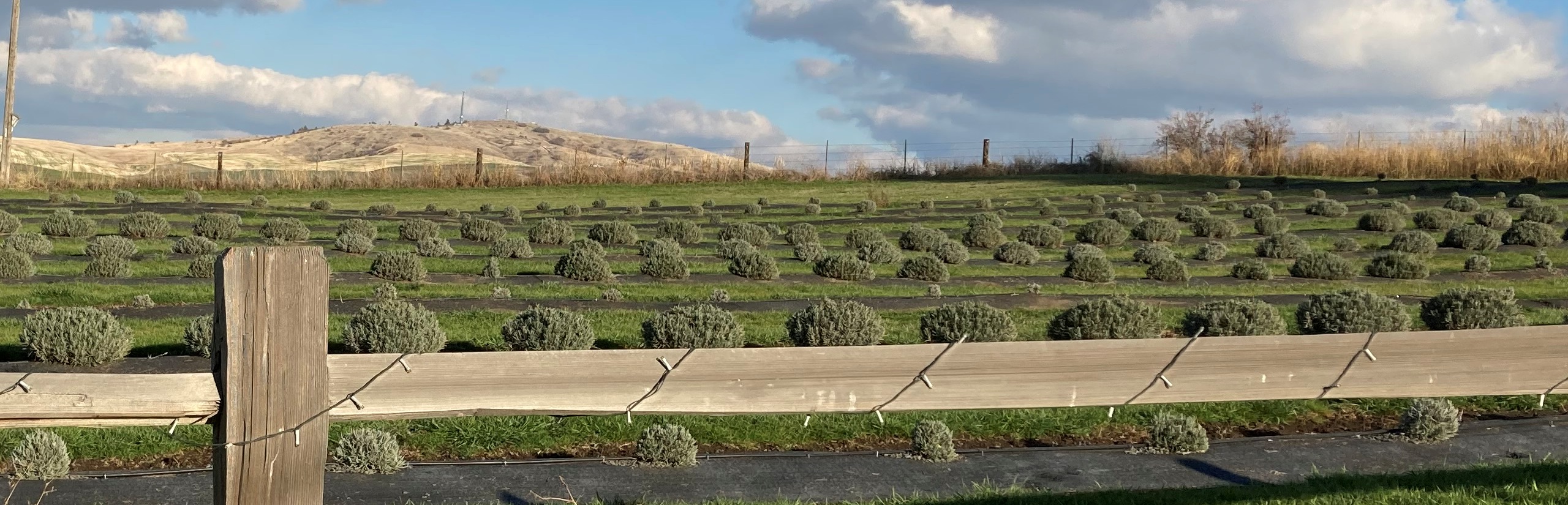 Bald Butte Lavender Farm north lavender field