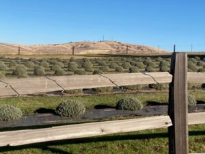 BBLF - Bald Butte form North Field