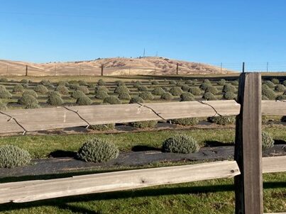 BBLF - Bald Butte form North Field