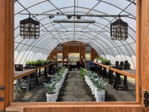 BBLF - Inside of Greenhouse