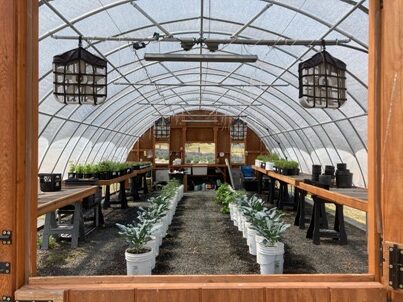 BBLF - Inside of Greenhouse