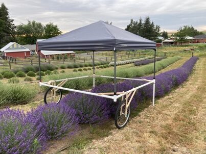 BBLF - Shade Canopy in North Field