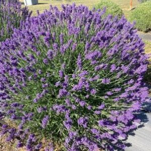 you-cut-lavender-bundle