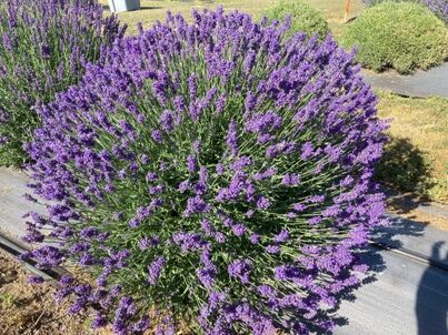 BBLF - Hidcote Lavender