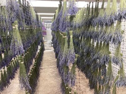 BBLF - Lavender Bundles