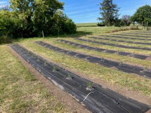 BBLF - South Lavender Field