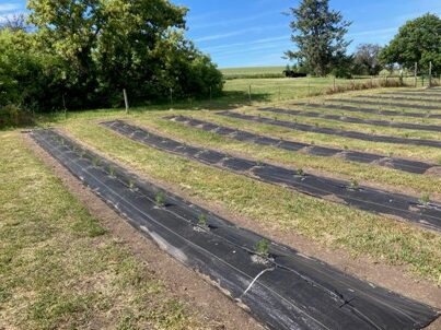 BBLF - South Lavender Field