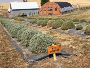 BBLF - West Lavender Field