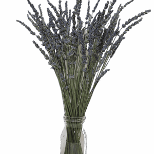 premium-dried-lavender-bundles