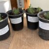 Lavender Live Plants