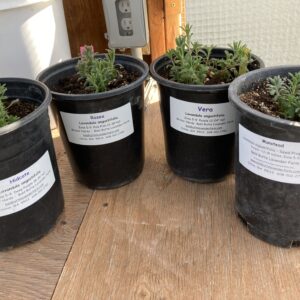 english-lavender-plants