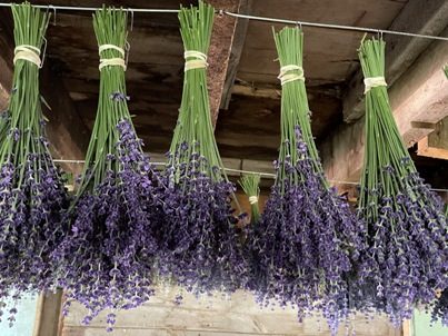 The Bald Butte Lavender Farm's folgate lavender drying in the red barn.